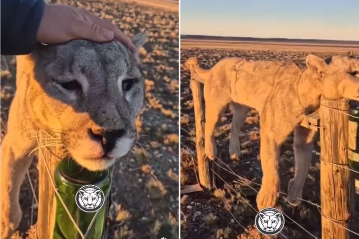 Siempre quise ver un puma